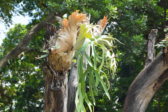 Platycerium bifurcatum, the staghorn fern or deer simbar is a fern native to Java. Tropical plants