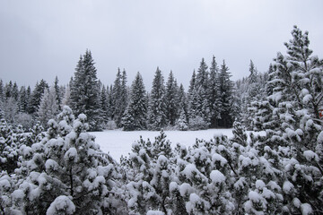 Obraz premium magic scenic romantic winterland background