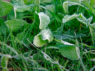 Hoarfrost on plants in early morning spring