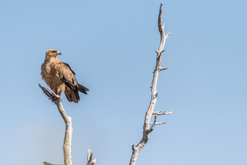Close-up of a Tawny Eagle - Aquila rapax- sitting in a treetop in Etosha National Park, Namibia.