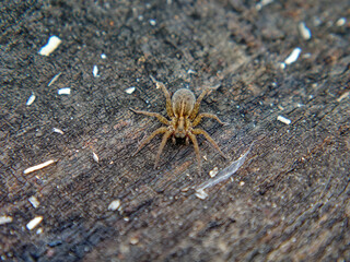 Spider Blending Color With Board