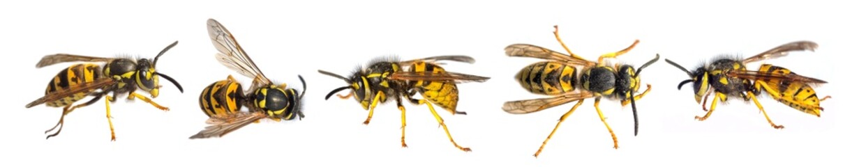 five European wasps German wasp Vespula vulgaris