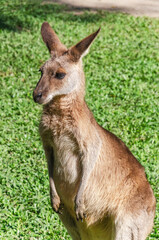 Tamed friendly wallaby kangaroo on the grass, Queensland, Australia.