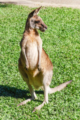 Tamed friendly wallaby kangaroo on the grass, Queensland, Australia.