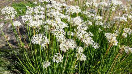 Allium Tuberosul ( Chinese leek, Oriental garlic, Asian chives, Garlic chives, Chinese chives of Amaryllidaceae family. 