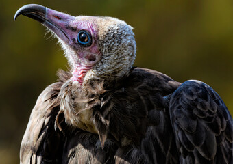 A close up of a Hooded vulture