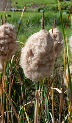 Dwarf bulrush ( Typha Minima, Least bulrush, Miniature cattail) of Typhaceae family.  