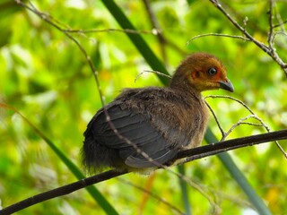 Baby brush turkey sitting on a branch