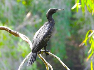 Little black cormorant perched on a branch