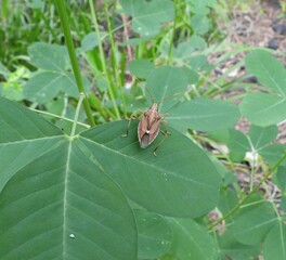 Native stink bug on a leaf