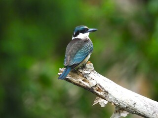Kingfisher perched on a branch