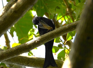 Bird perched on branch eating