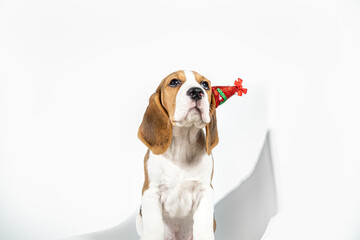 A beagle puppy in a New Year's hat. New Year's puppy on a white, light background. Horizontal photo...