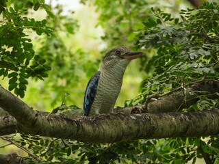 Kookaburra perched on a branch