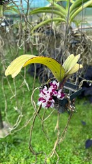 inside an orchid greenhouse with closeups of the plant and flowers. colors and patterns. 