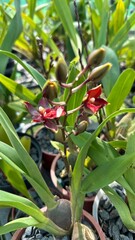 inside an orchid greenhouse with closeups of the plant and flowers. colors and patterns. 