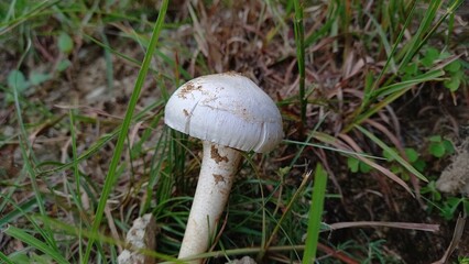 Mushroom, Fungus, Fungi or Toadstool