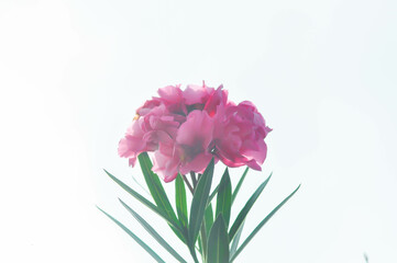 Nerium oleander, APOCYNACEAE or APOCYNOIDEAE or Nerium indicum Mill or Nerium odorum Aiton or...