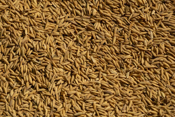 High quality rice seeds of Bangladesh. Background with golden small grainy rice seeds.