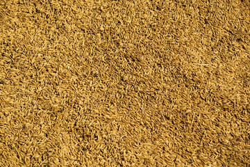 High-quality small rice seeds from Bangladesh. Background with golden grainy rice seeds.