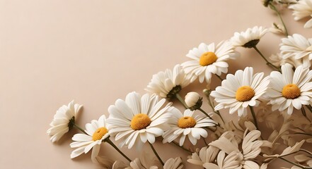 Obraz premium Elegant aesthetic chamomile daisy flowers pattern on neutral beige background with copy space 