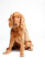 Golden cocker spaniel Sitting on White Background