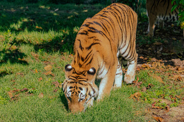 Tiger on grass sniffing orange leaves.