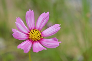 The purple-pink cosmos flowers are blooming and showing off their beauty.