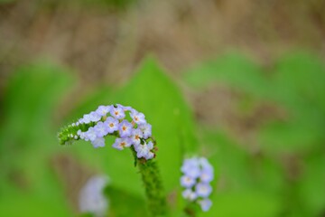 Miracle of the forest