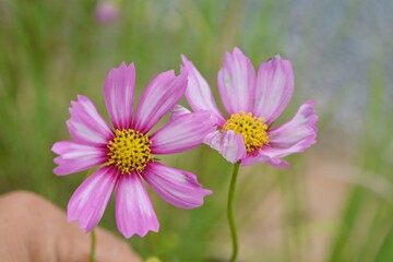 The beauty of cosmos flowers