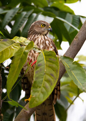 Shikra bird perched on a tree - close up shot