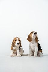 Two small beagle puppies on a white background. Vertical background.
