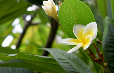 frangipani plumeria flower