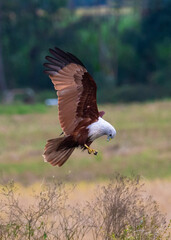 The brahminy kite, also known as the red-backed sea-eagle in Australia, is a medium-sized bird of prey in the family Accipitridae. Eagle in flight.