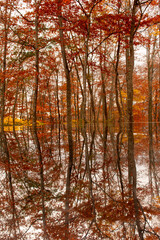 ガラスに反射する紅葉
