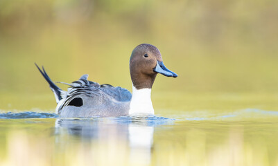Northern pintail - male bird at a small pond in spring
