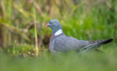 Obraz premium Common wood pigeon - in a city park in spring 