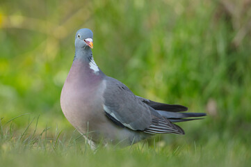 Common wood pigeon - in a city park in spring 
