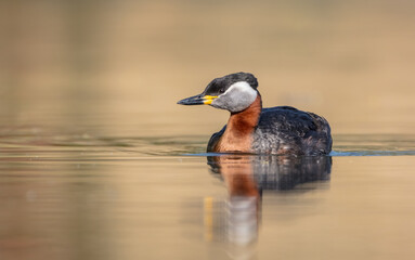 Red-necked grebe at the small lake in spring