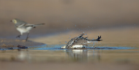 The White Wagtail - adult bird at a seashore on the autumn migration way