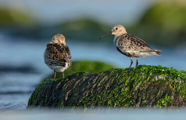 Dunlin - at a seashore on the autumn migration way