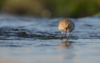 Dunlin - at a seashore on the autumn migration way