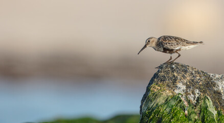 Dunlin - at a seashore on the autumn migration way