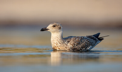 Herring Gull - juvenile bird at the seashore in autumn