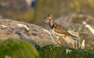 Ruddy Turnstone -  at the sea shore on autumn migration way