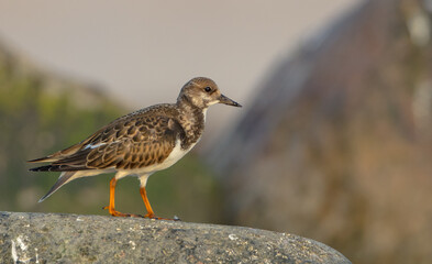 Ruddy Turnstone -  at the sea shore on autumn migration way