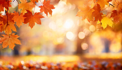 autumn natural bokeh background with maple trees in park with copy space