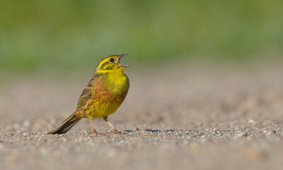 Yellowhammer  - male in summer