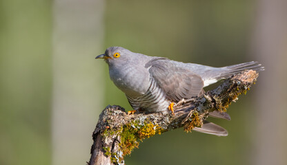 Common cuckoo - in spring at a wet forest