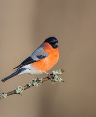 Eurasian Bullfinch - male at a wet forest in spring